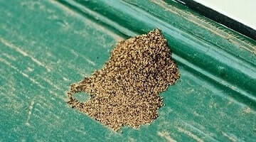 Piles of Termite Frass