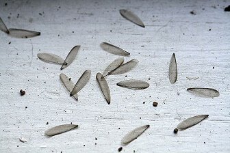 Signs of Termites: Wings