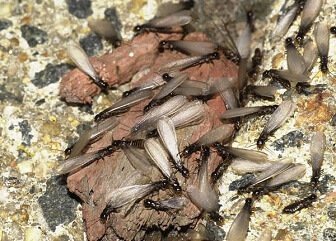 Termites vs Ants: Termite Swarmers 