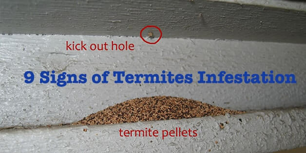 Signs of Termites Infestation