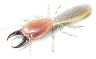 What Do Termites Look Like: Formosan Termite illustration