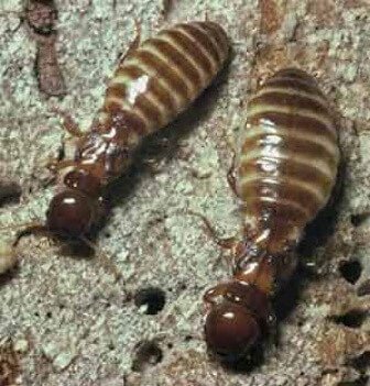 What Do Termites Look Like: Pacific Dampwood Termite Queen and King