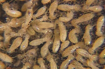 What Do Termites Look Like: Large Subterranean Termite Colony