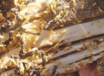What Do Termites Look Like: Subterranean Termite infestation